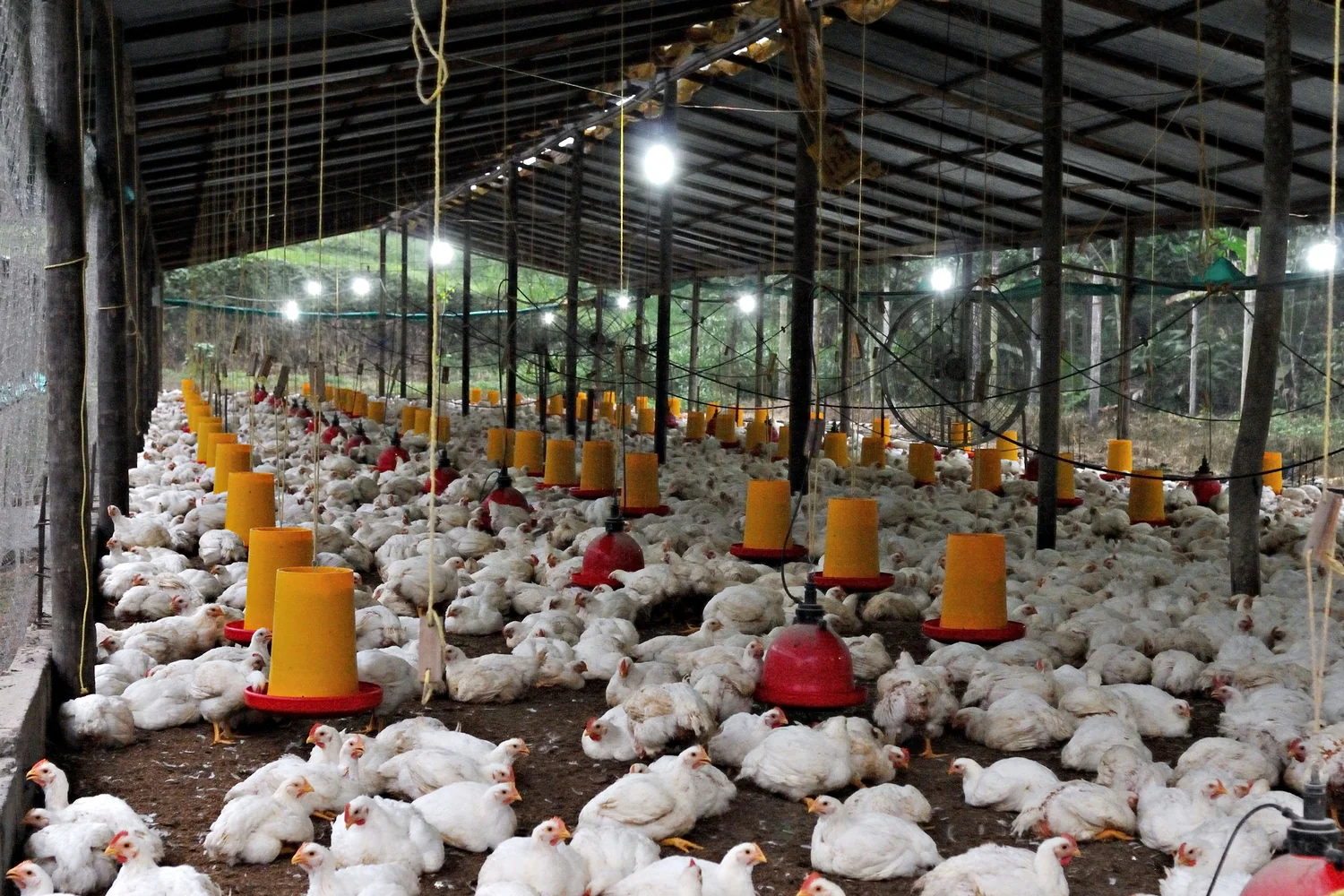 Poultry farm experience image