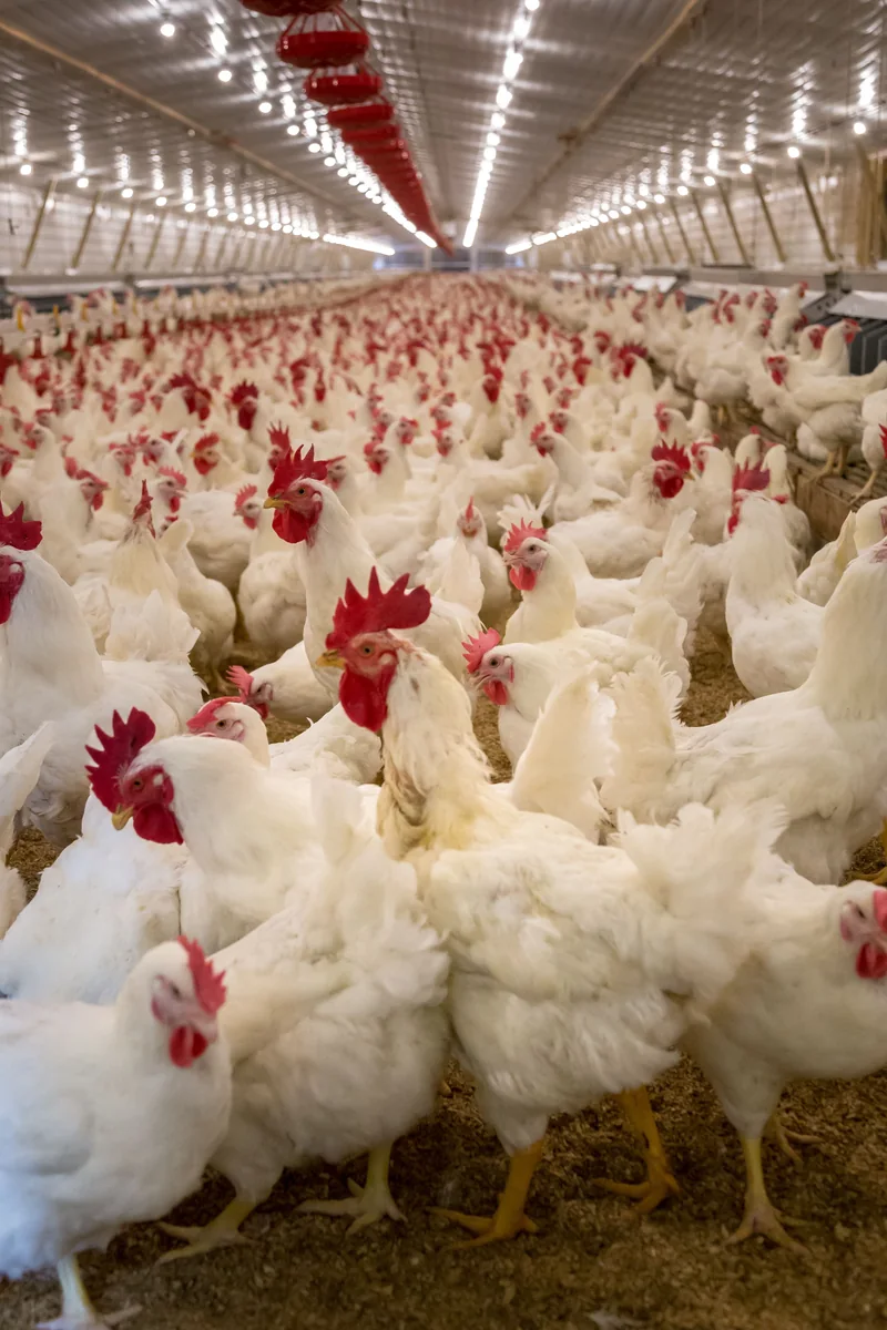 Poultry farm experience image