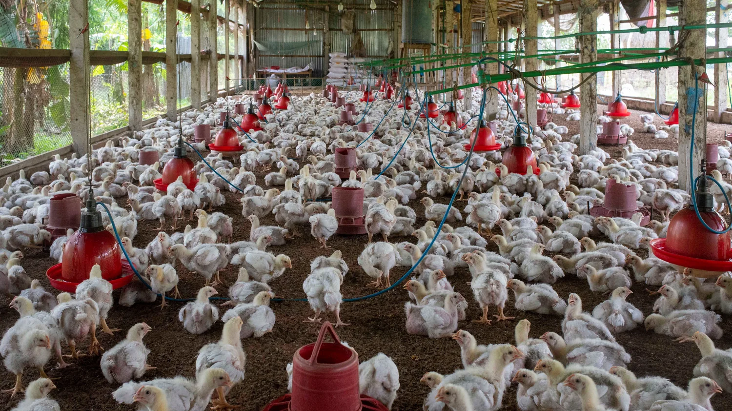 Poultry farm experience image