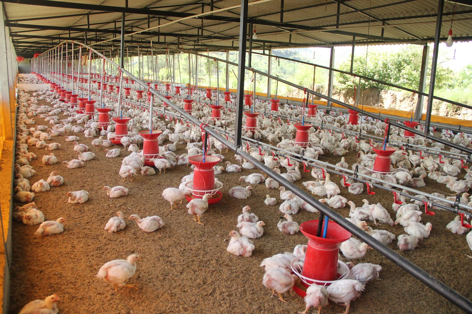 Poultry farm experience image